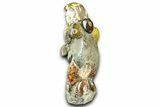 Tall Composite Ammonite Fossil Display - Madagascar #361353-2